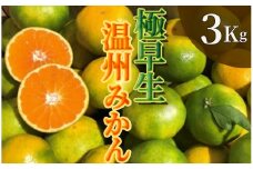 【先行予約】湯の花　極早生温州みかん3kg箱　【 早生 極早生 温州 みかん 果物 果物 フルーツ 旬 柑橘 甘い 新鮮 伊豆 南伊豆 】　<BC-74>