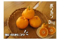 湯の花　ポンカン３kg　【 ポンカン みかん 果物 果物 フルーツ 旬 柑橘 甘い 新鮮 伊豆 南伊豆 】　<BC-76>