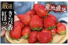 【先行予約＿2026年出荷分】  地元JA品評会金賞受賞　紅ほっぺ・きらぴ香から厳選 完熟いちご4パック　【 紅ほっぺ いちご 果物 フルーツ 苺 イチゴ くだもの 完熟 静岡県産 期間限定】　<AO-3>