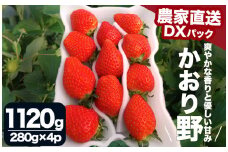 【先行予約＿2026年出荷分】完熟いちご280g かおり野 4パック（DXパック） 【 かおり野 いちご 苺 イチゴ 果物 フルーツ くだもの 旬 伊豆 静岡県 期間限定 先行予約 】　<AA-21>