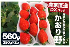 【先行予約＿2026年出荷分】 完熟いちご280g かおり野 2パック（DXパック） 【 かおり野 いちご 苺 イチゴ 果物 フルーツ くだもの 旬 伊豆 静岡県 期間限定 先行予約 】　<AA-20>