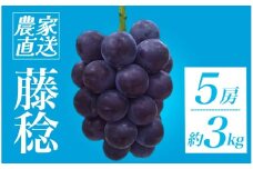 ＜地元農家直送!＞ 藤稔 5房 約3kg　【 葡萄 藤稔 種なし ぶどう 巨峰 高級 国産 濃厚 甘い 果物 フルーツ 期間限定 数量限定 】　<CQ-2>