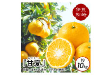 【数量限定】鈴切農園 甘夏 約10kg