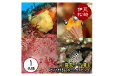 「雲見」で潜る ガイド付き 2ボートダイビング