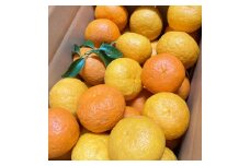 三余農園 甘夏 10kg
