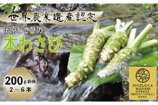 【世界農業遺産認定】西伊豆町の本わさび（岡原わさび） 西伊豆町 天城山 清流 わさび 本わさび お刺身 さしみ ステーキ 薬味 わさび丼 冷蔵 西伊豆 伊豆 ギフト お歳暮 お中元