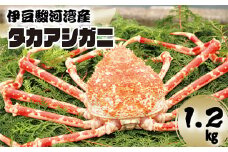 福由丸直送「駿河湾のタカアシガニ」 カニ タカアシガニ 生ガニ 直送 冷蔵 伊豆 西伊豆産 しゃぶしゃぶ
