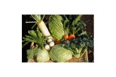 伊豆メディカル農園の健康野菜セット【1047533】