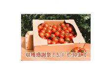 ＜フルーツトマト＞丹那高原トマト(フルティカ)「まいにちBOX」1800g入り【1401952】