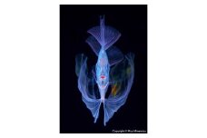 清水町ふるさと大使　海洋生物写真家　峯水亮氏による　作品パネル　The polka-dot ribbonfish（30A1440_A3W）