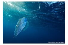 清水町ふるさと大使　海洋生物写真家　峯水亮氏による　作品パネル　Polka-dot ribbonfish swimming in the morning sun（_D5A5726_A4）