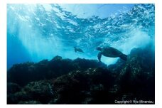 清水町ふるさと大使　海洋生物写真家　峯水亮氏による　作品パネル　Breaking waves of turtles（_MG_0350_A4）
