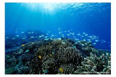 清水町ふるさと大使　海洋生物写真家　峯水亮氏による　作品パネル　Shallow coral reefs and fishes（_MG_2031_A4）