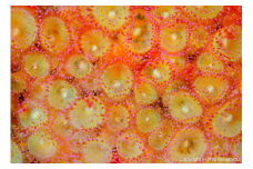 清水町ふるさと大使　海洋生物写真家　峯水亮氏による　作品パネル　Jewel anemone（_MG_2940_A4）