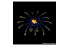 清水町ふるさと大使　海洋生物写真家　峯水亮氏による　作品パネル　Veliger larva（1Q5A2282_300）