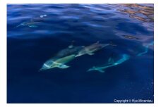 清水町ふるさと大使　海洋生物写真家　峯水亮氏による　作品パネル　Freedom（_MG_7725_A4）