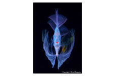 清水町ふるさと大使　海洋生物写真家　峯水亮氏による　作品パネル　The polka-dot ribbonfish（30A1440_A4）