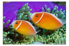 清水町ふるさと大使　海洋生物写真家　峯水亮氏による　作品パネル　Pink anemonefish（DSC_0654_A4）