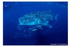 清水町ふるさと大使　海洋生物写真家　峯水亮氏による　作品パネル　Whale shark（IMG_000140_A4）
