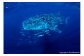 Whale shark（A4）お届けするパネルの写真