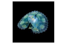 【１点のみ特別価格】 清水町ふるさと大使 海洋生物 写真家 峯水 亮 氏 作品パネル キリンミノの稚魚