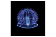 【１点のみ特別価格】清水町ふるさと大使　海洋生物写真家　峯水亮氏による　作品パネル　ヒメギボシムシのトルナリア幼生