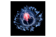 【１点のみ特別価格】清水町ふるさと大使　海洋生物写真家　峯水亮氏による　作品パネル　ベニクラゲモドキ