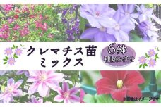 クレマチス 苗 6鉢 セット ミックス 種類 おまかせ 花 お花 花苗 鉢花 鉢植え 園芸 ガーデニング 富士山 静岡県 長泉町