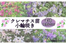 クレマチス苗 小輪咲き 4鉢セット 種類 おまかせ 花 お花 花苗 鉢花 鉢植え 園芸 ガーデニング 富士山 静岡県 長泉町