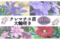 クレマチス苗 大輪咲き 4鉢セット 種類 おまかせ 花 お花 花苗 鉢花 鉢植え 園芸 ガーデニング 富士山 静岡県 長泉町