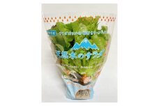 4A3天然水のサラダ（根付きリーフレタス）
