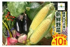 【期間限定発送】農家からお届け 新鮮野菜セット [桑高農園 静岡県 吉田町 22424127] 野菜 やさい 新鮮 旬 セット 10種類