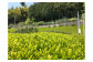  川根本町産 川根銘茶5本セット 、、茶畑の風景