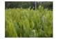 お茶静岡緑茶/おいしい川根茶「和（なごみ）」セット