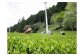 茶畑での作業風景