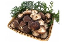 11-35 肉厚 原木栽培 生しいたけ