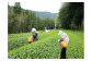 茶畑での作業風景
