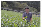 茶畑と生産者