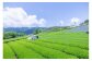 川根の茶」ペットボトル、作業風景２