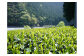 茶畑の風景