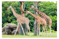 のんほいパーク満喫セット『飼育員がご案内・動物ガイド＆山本左近氏監修・のんほいサーキット』[T101-01]