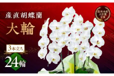 産直胡蝶蘭『大輪』白３本立ち２４輪