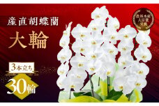 産直胡蝶蘭『大輪』白３本立ち３０輪