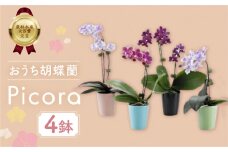 産直胡蝶蘭『ピコラ』４鉢セット