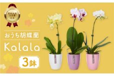 産直胡蝶蘭『カララ』３鉢セット