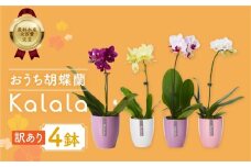 胡蝶蘭『カララ』 4鉢 訳あり セット 花 鉢花 ラン 鉢植え 豊橋市 胡蝶蘭 ランキング 一位