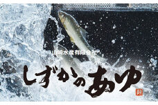 豊橋の新鮮な地下水の流れの中で健康に育てた『しずかのあゆ』冷凍１０尾セット