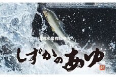 豊橋の新鮮な地下水の流れの中で健康に育てた『しずかのあゆ』冷凍１０尾セット