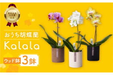 産直胡蝶蘭『カララ』３鉢セット　ウッド鉢