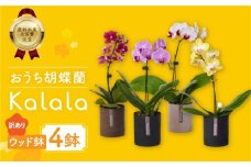 産直 胡蝶蘭 『カララ』 4鉢 ウッド鉢 ミディ 花 鉢花 訳あり おまかせ 鉢植え 豊橋市 胡蝶蘭 ランキング 一位